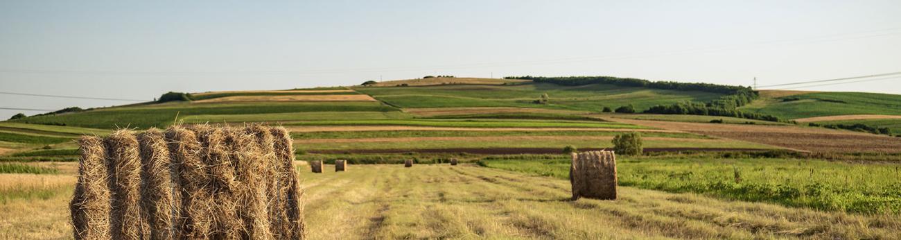 Agricoltura e pesca